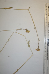 Packera pseudaurea semicordata