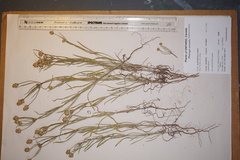 Plantago indica