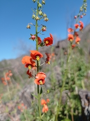 Alonsoa meridionalis