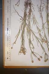 Plantago indica