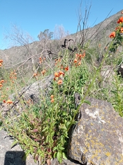 Alonsoa meridionalis