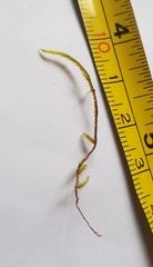 Hypnum resupinatum