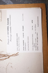 Plantago indica
