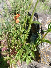 Alonsoa meridionalis