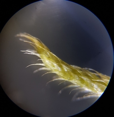 Hypnum resupinatum