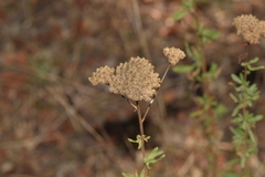 Achillea ageratum