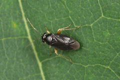 Chlamydatus pulicarius