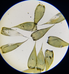 Hypnum resupinatum