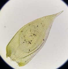 Hypnum resupinatum