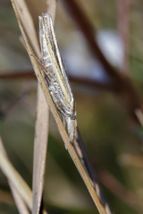 Agriphila tristella