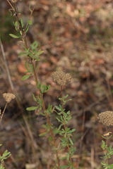 Achillea ageratum