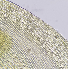 Hypnum resupinatum