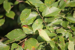 Ulmus americana