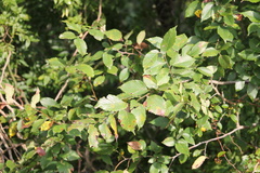 Ulmus americana