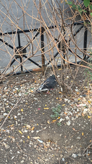 Columba livia