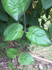 Paederia lanuginosa