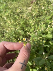Galinsoga quadriradiata