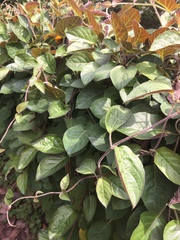 Paederia lanuginosa