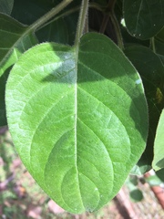 Paederia lanuginosa