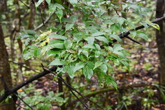 Acer mandshuricum