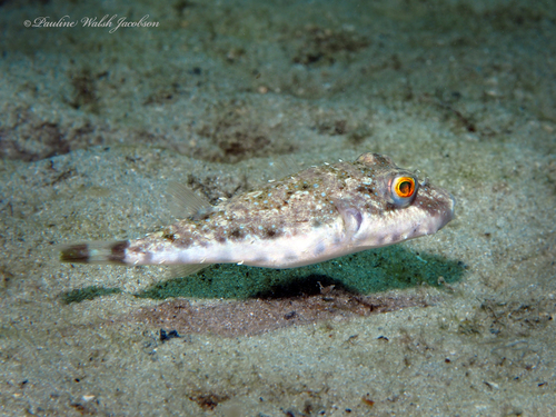 Bandtail Puffer