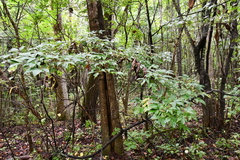 Acer mandshuricum