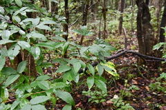 Acer mandshuricum