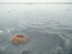 Paracondylactis sinensis