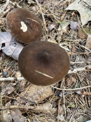 Lactifluus gerardii