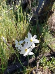 Leucocoryne ixioides