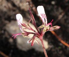 Pelargonium dipetalum