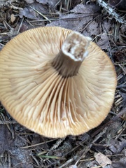 Lactifluus gerardii