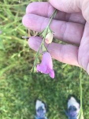 Agalinis heterophylla