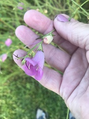 Agalinis heterophylla