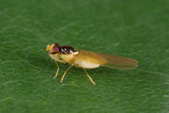 Asteia concinna