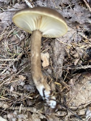 Lactifluus gerardii