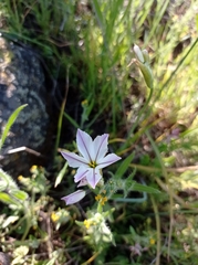 Leucocoryne ixioides