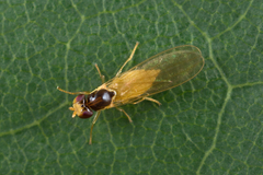 Asteia concinna