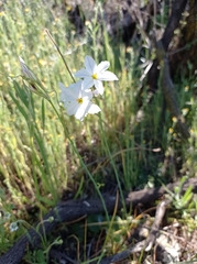 Leucocoryne ixioides