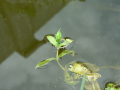Pseudagrion kersteni