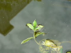 Pseudagrion kersteni