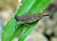 Systolederus cinereus
