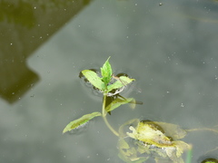 Pseudagrion kersteni