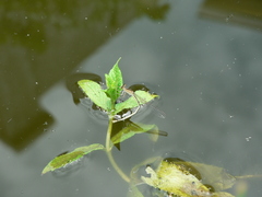 Pseudagrion kersteni