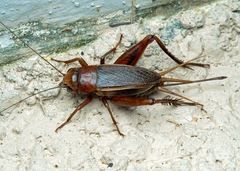 Teleogryllus derelictus