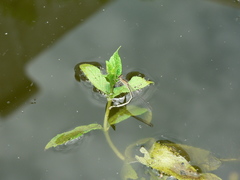 Pseudagrion kersteni