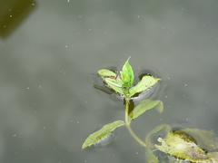 Pseudagrion kersteni