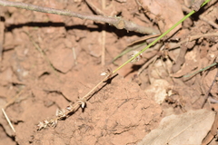 Carex divulsa divulsa