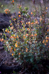 Bossiaea ornata