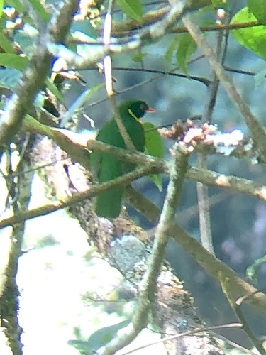 Masked Fruiteater (Pipreola pulchra), photo 4
